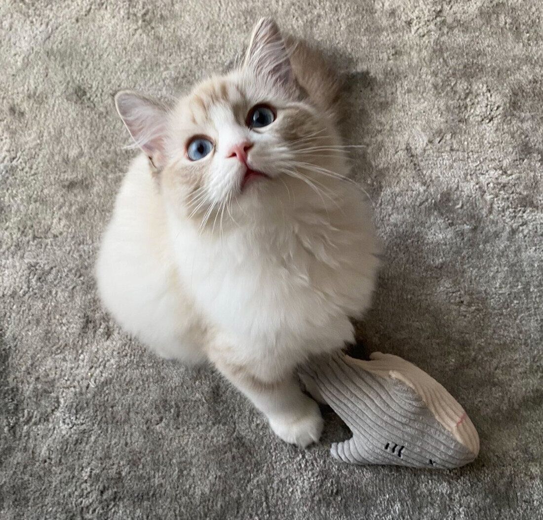 おもちゃを持ってきたクレマちゃん