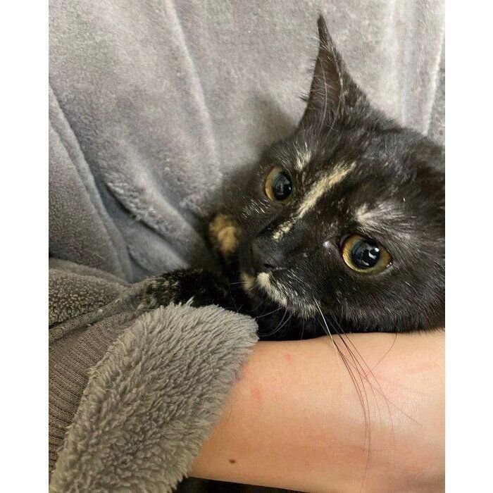 お迎え当時のじゃこちゃん