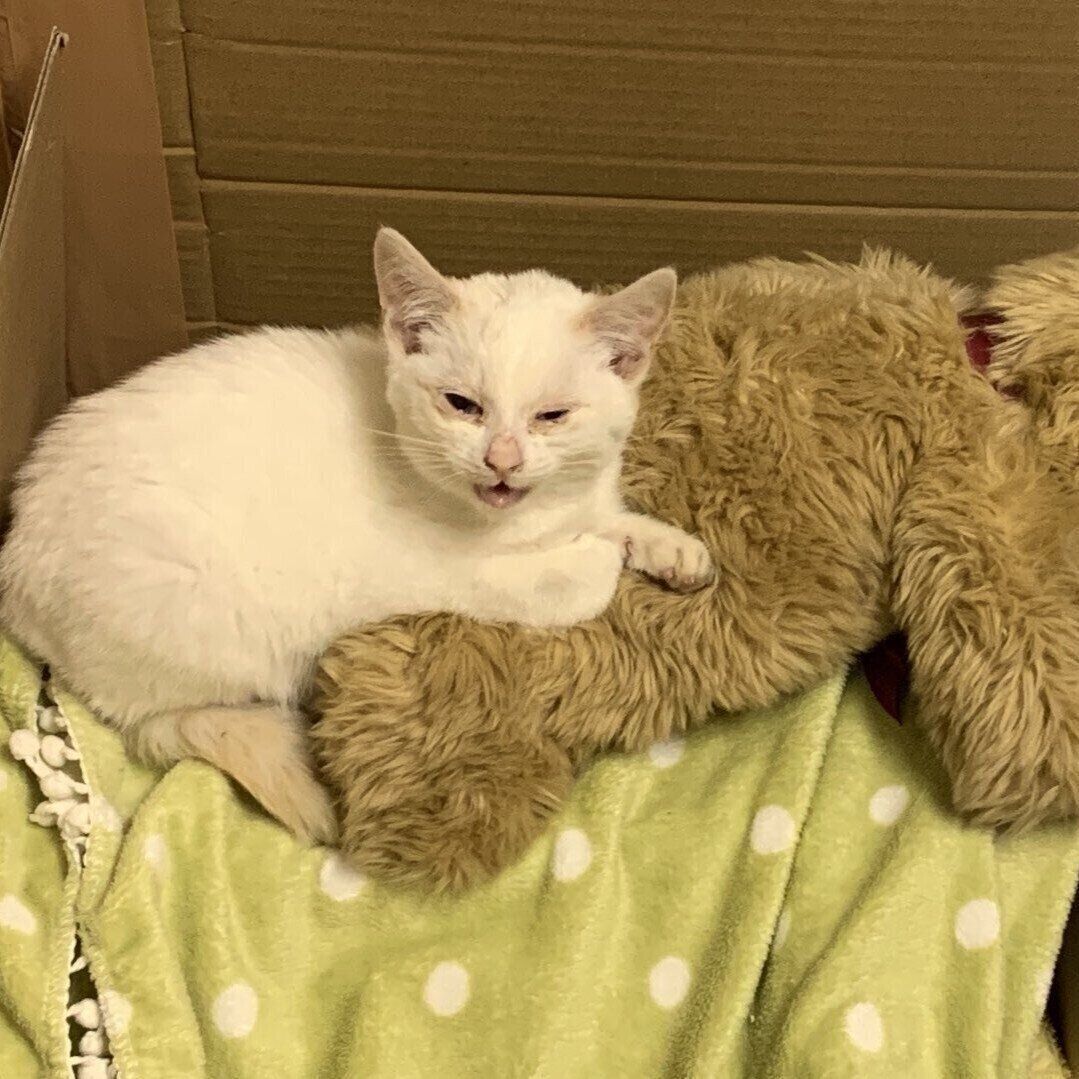 出会った当時のかやちゃん（撮影時、生後推定3カ月）。