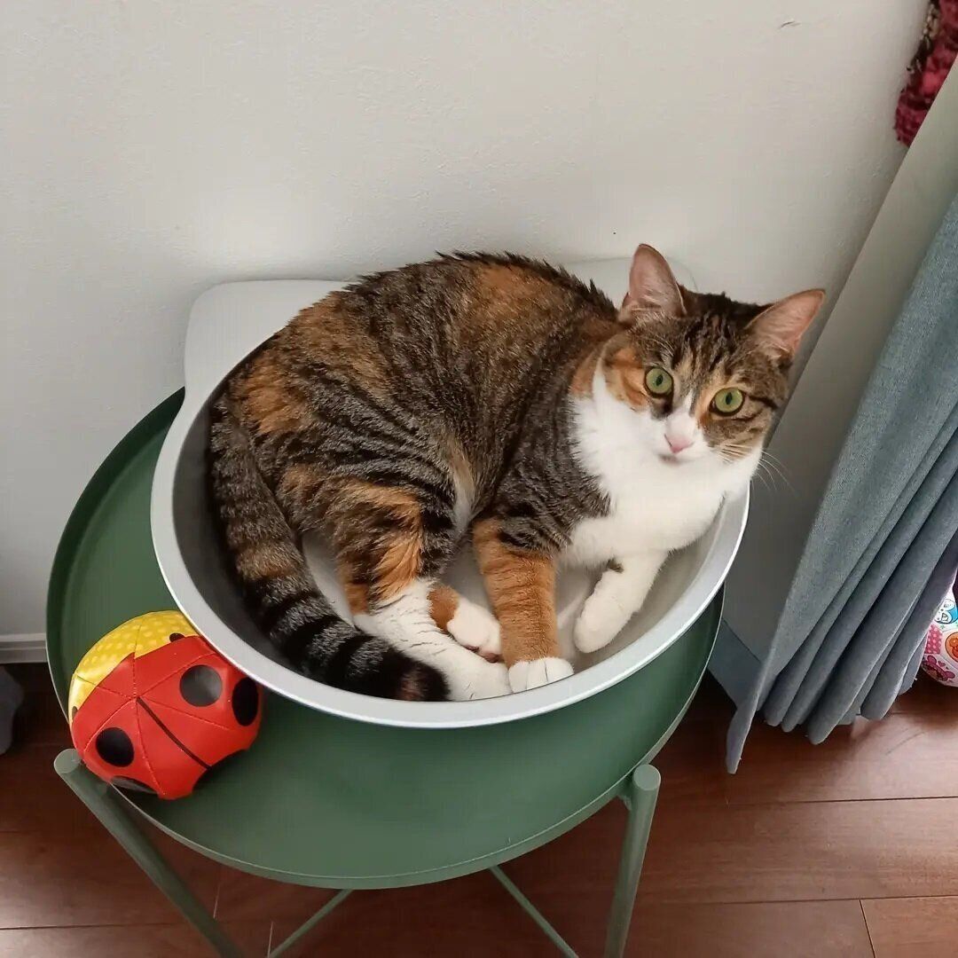 猫鍋に入るヌイちゃん