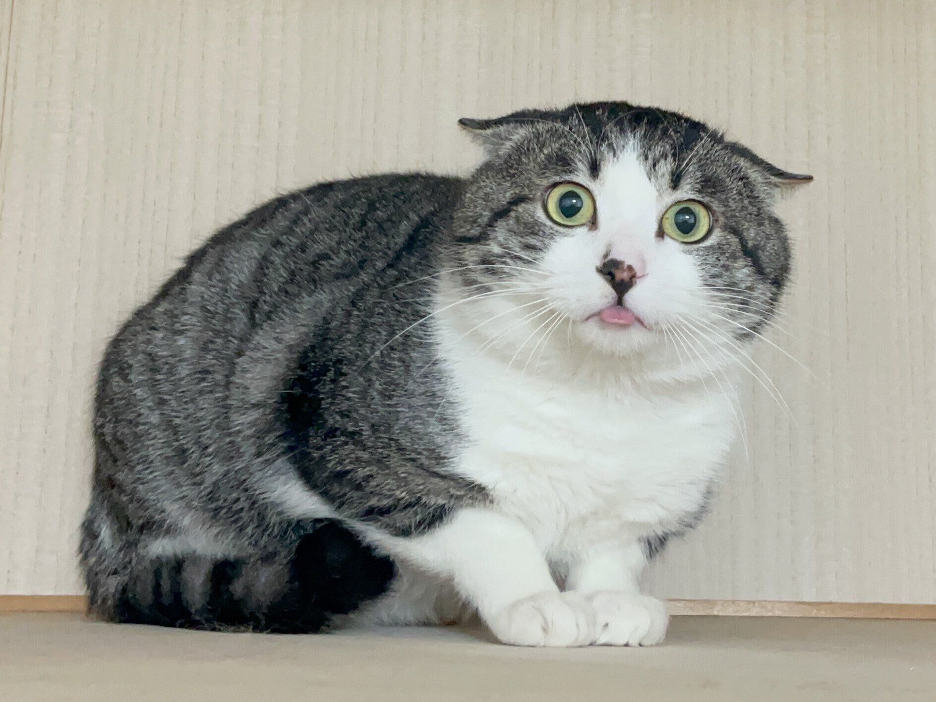 舌を出して驚いたような表情をするまるくん