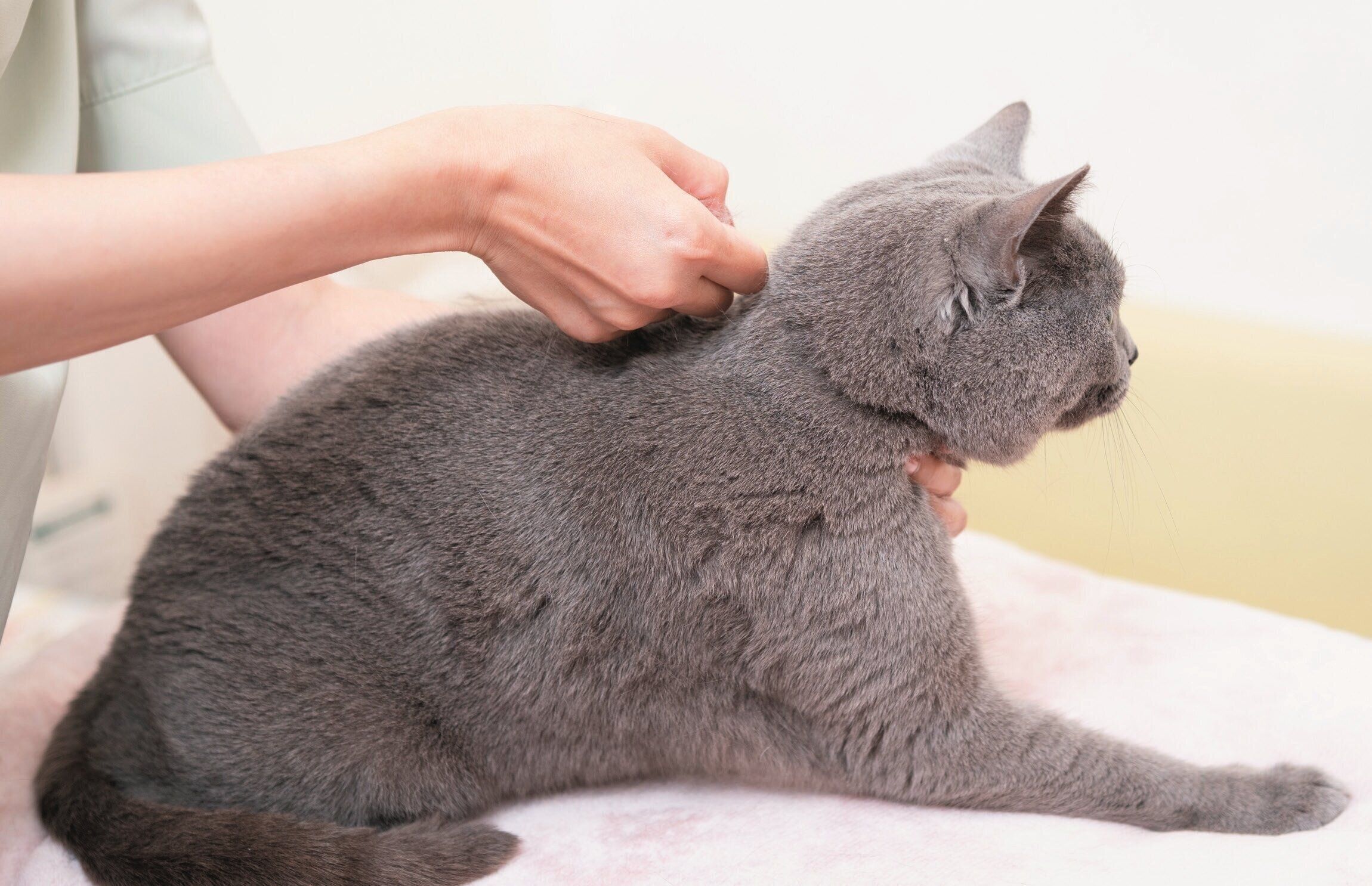 肩甲骨の間を縦にこする