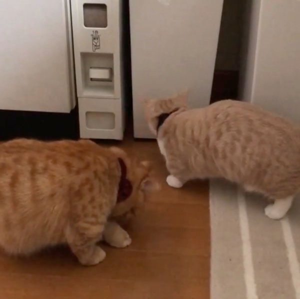 隙間を探検するマンチカン