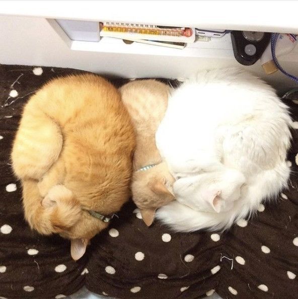 3匹のアンモニャイト