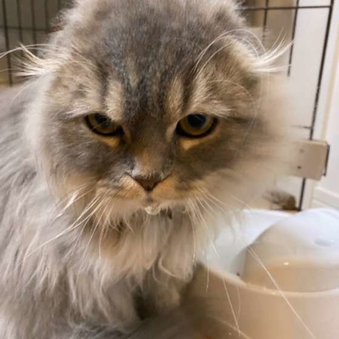 獣医師監修 水道水や硬水 軟水はok 猫が飲んでもいい水の種類とは ねこのきもちweb Magazine 獣医師監修 水道水や硬水 軟水はok 猫が飲んでもいい水の種類とは ねこのきもちweb Magazine