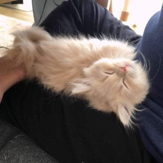 ひざの上にのるスコティッシュフォールド・ロングヘア