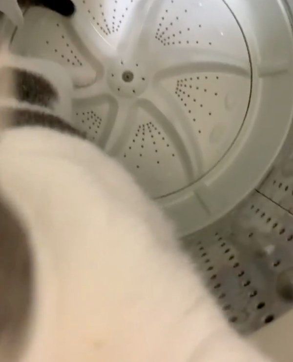 洗濯機に隠れるマンチカン