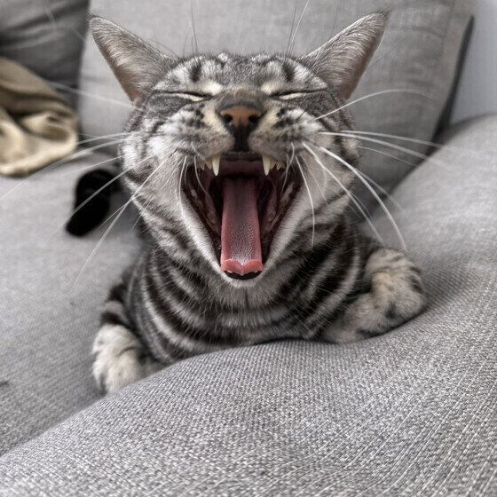 アメリカンショートヘアのロキちゃん