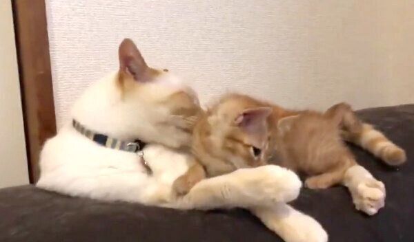 イチちゃんに甘えるあめちゃん