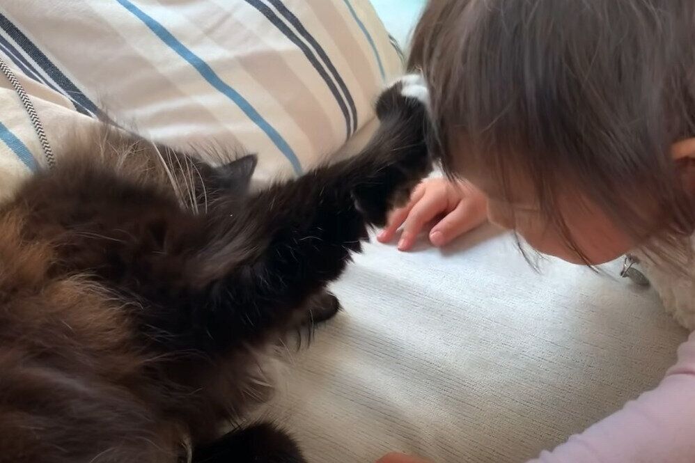 猫吸いを阻止した梅ちゃん