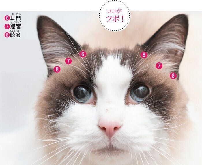 猫の耳のツボ