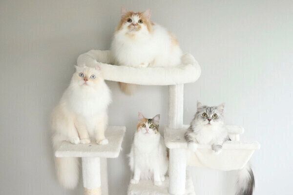 ぽてちくん、おこめちゃん、うなぎちゃん、こゆきちゃん