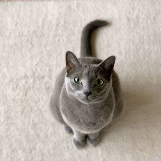 見つめるロシアンブルー