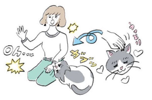 YES or NOが見極めにくい猫の5つの行動やしぐさ