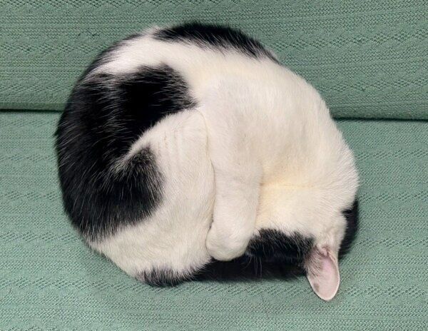 斜め上アングルからのむすびくん