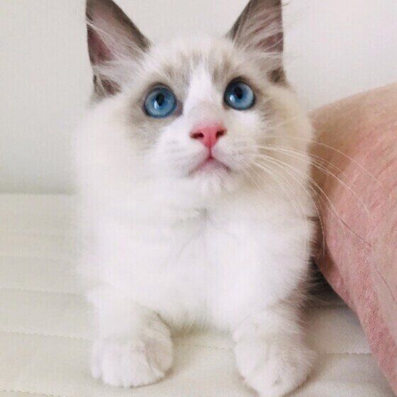 ピンクのクッションとラグドール