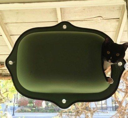 変わったベッドに入る猫ちゃん