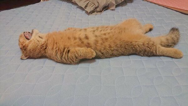 あくびをするたぬ吉くん