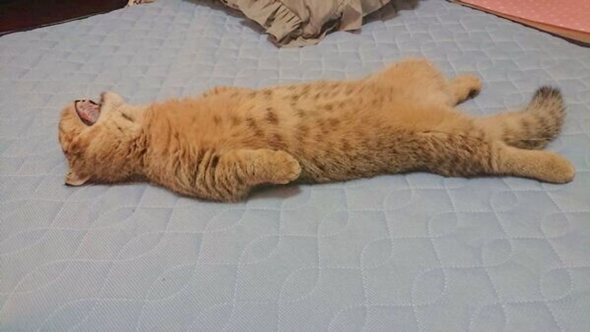 ソファで爆睡する子猫のクセが強すぎ 朝から笑わせないで 実にいい顔 の声 ねこのきもちweb Magazine ソファで爆睡する子猫のクセが強すぎ 朝から笑わせないで 実にいい顔 の声 ねこのきもちweb Magazine