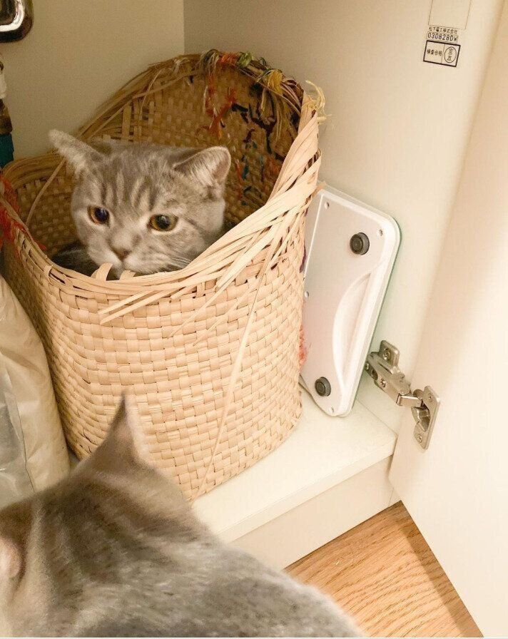 棚の中のカゴに入る猫（オス）