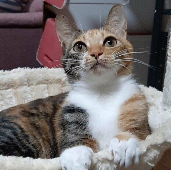 くつろぐ三毛猫