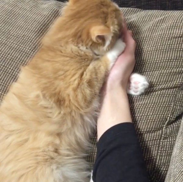 最高級のおもてなしをするマンチカン