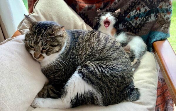 くつろぐ金時くん、ふうちゃん