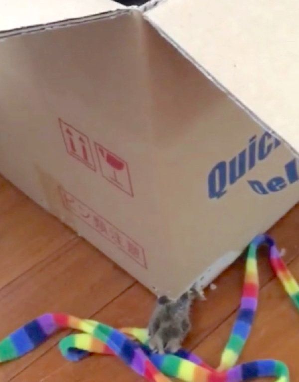 ダンボールで遊ぶ猫