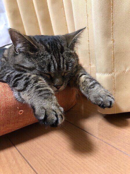 マンチカンの華ちゃん