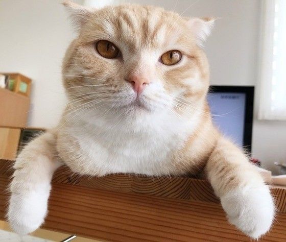 見つめるスコティッシュフォールド