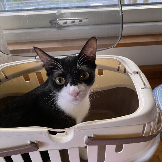 黒白ののんちゃん