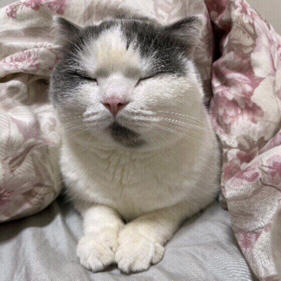 スコティッシュフォールドのニャブくん♪