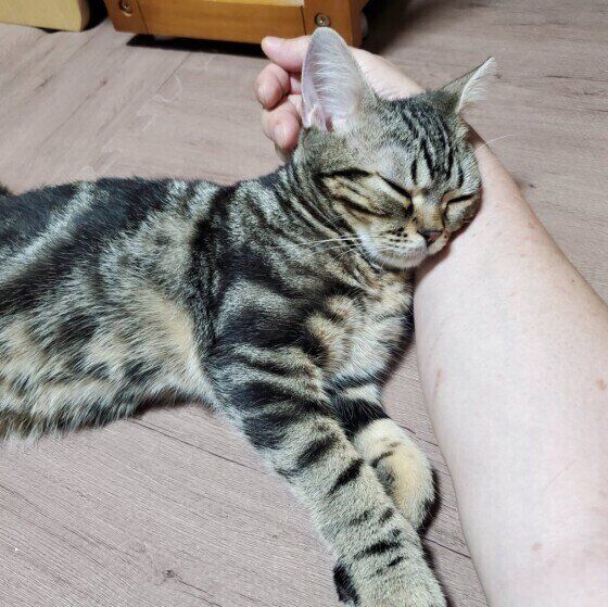 お昼寝するアメリカンショートヘア