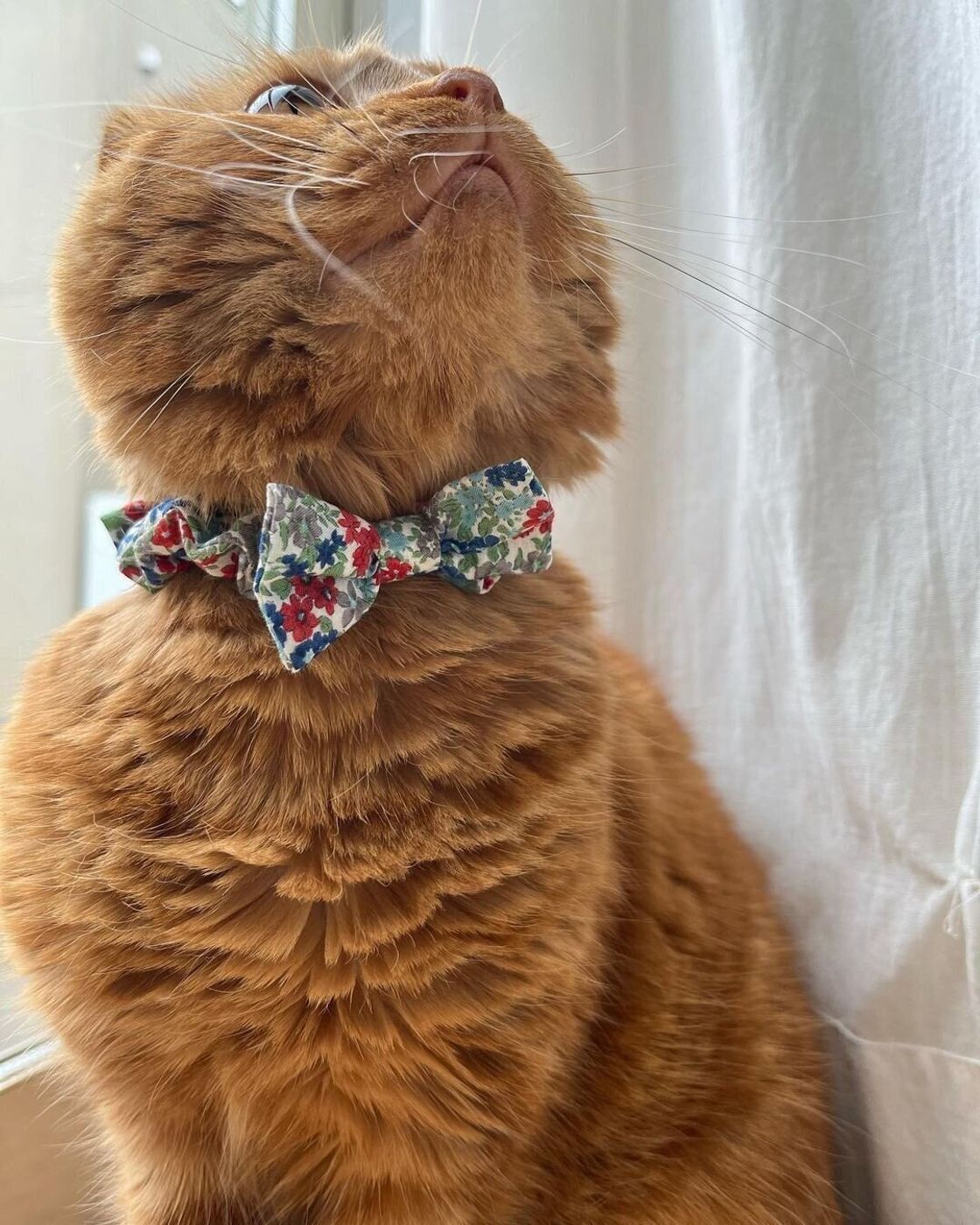 飼い主さんの愛情たっぷり Instagramで話題の手作り猫首輪 ねこのきもちweb Magazine 飼い主さんの愛情たっぷり Instagramで話題の手作り猫首輪 ねこのきもちweb Magazine