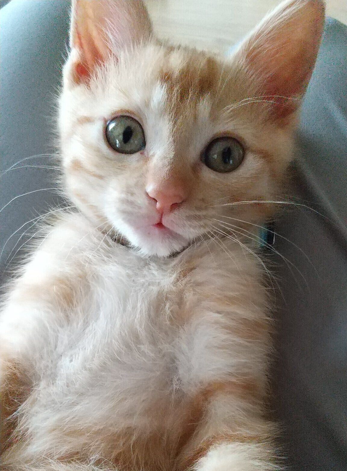 飼い主さんを見つめるうみくん　キュルキュルの表情がたまらない