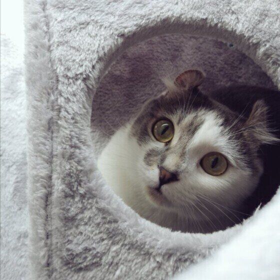 ひょっこりのぞくマンチカール