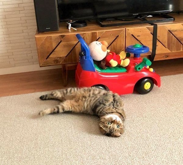 くつろぐスコティッシュフォールド