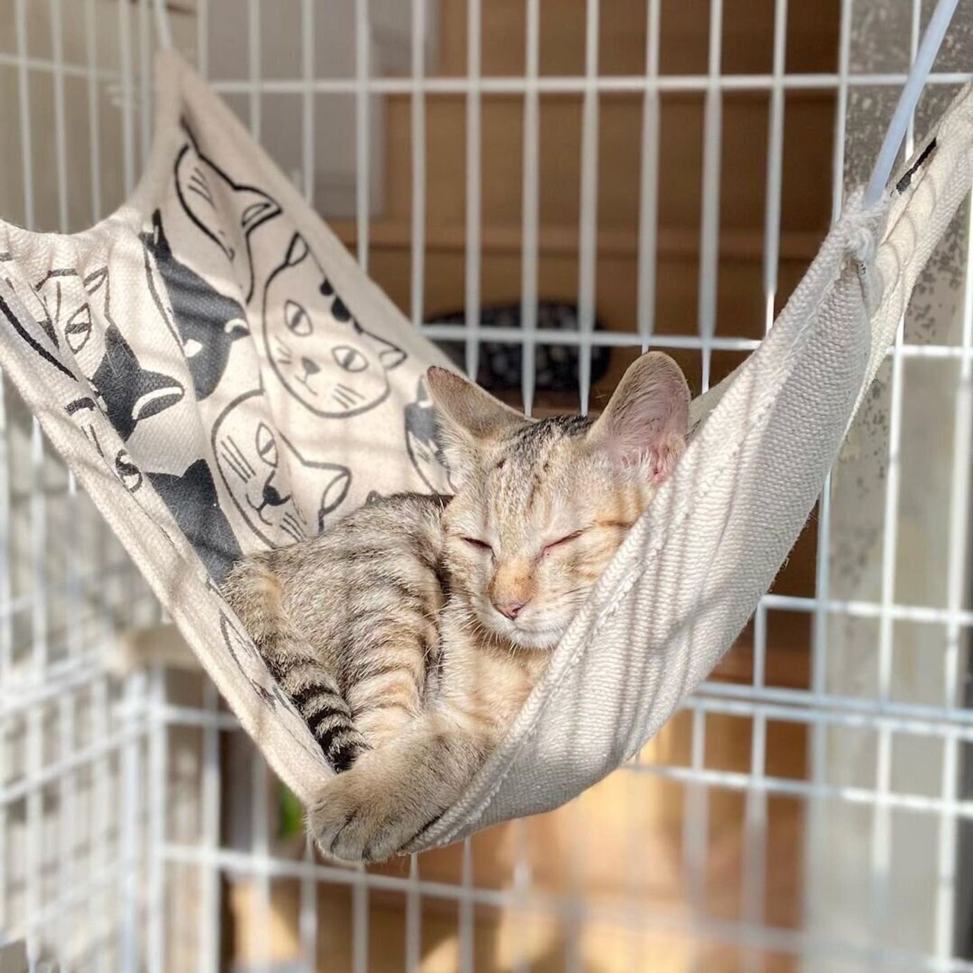 22年最新 人気の猫用ハンモック タイプ別のおすすめ商品や手作りも ねこのきもちweb Magazine 22年最新 人気の猫用ハンモック タイプ別のおすすめ商品や手作りも ねこのきもちweb Magazine