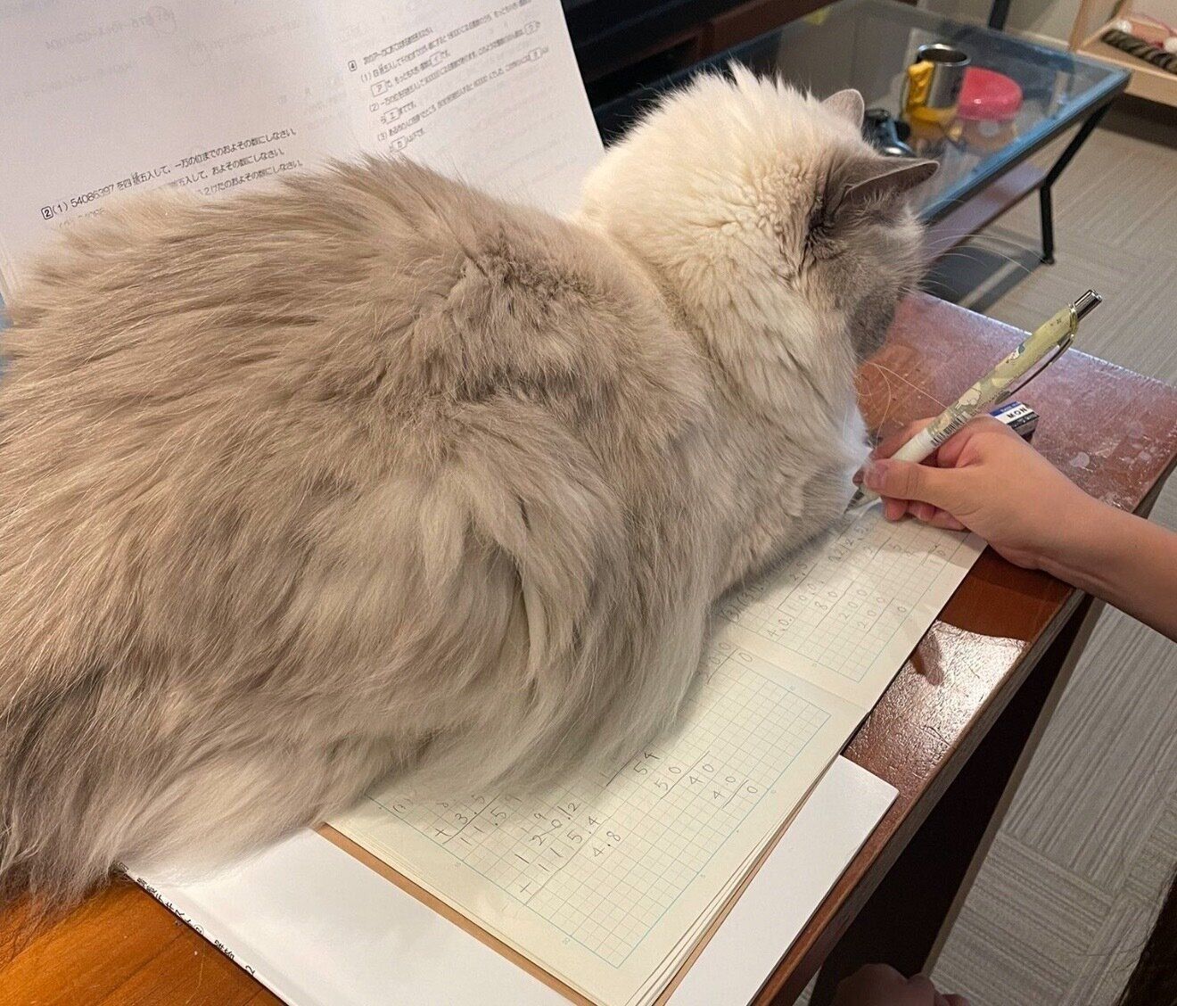 勉強の邪魔をするおもちちゃん