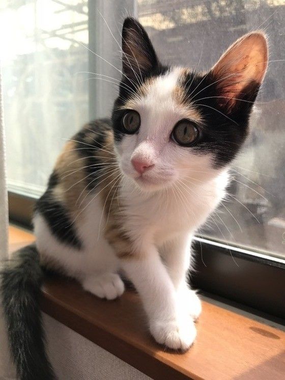 立派になってきたニャン