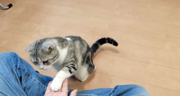 スゴ技を披露する猫