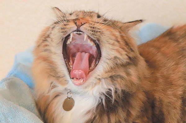 あくびをする猫