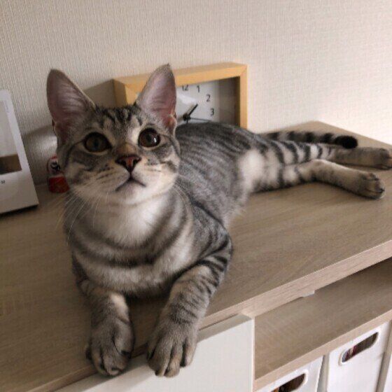 サバトラ猫の炭治郎ちゃん