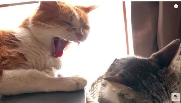 猫のアミ太郎ちゃんとおはぎちゃん