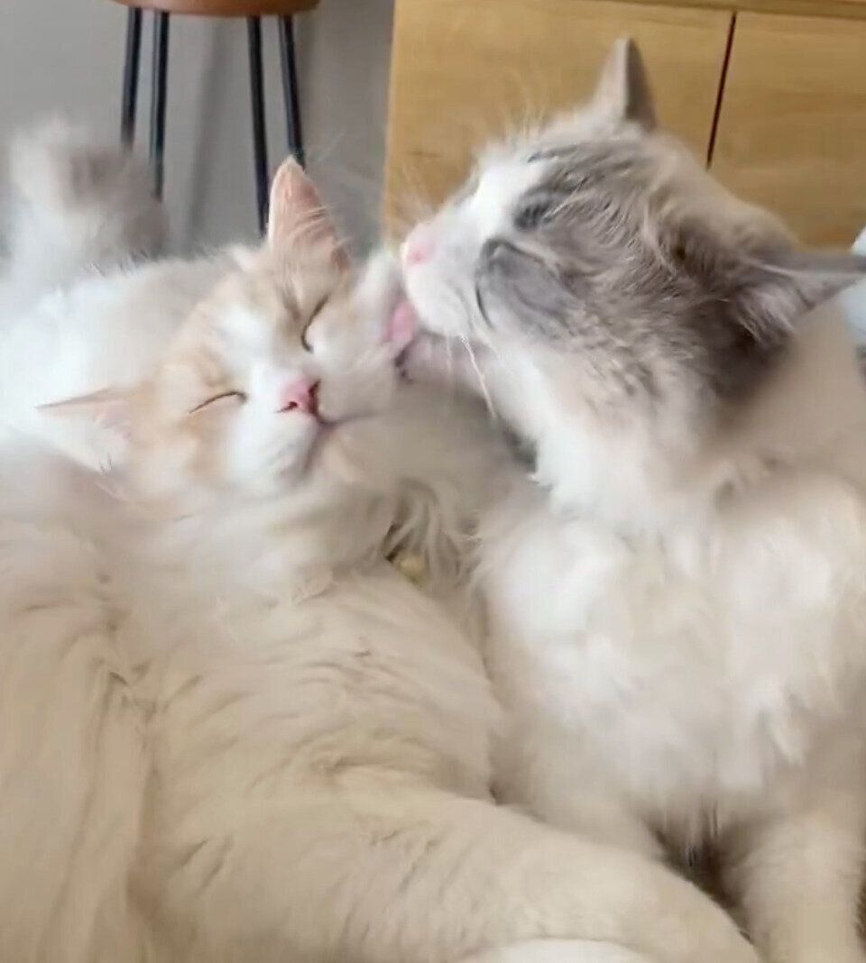 仲良しな睡蓮ちゃん、もなかくん