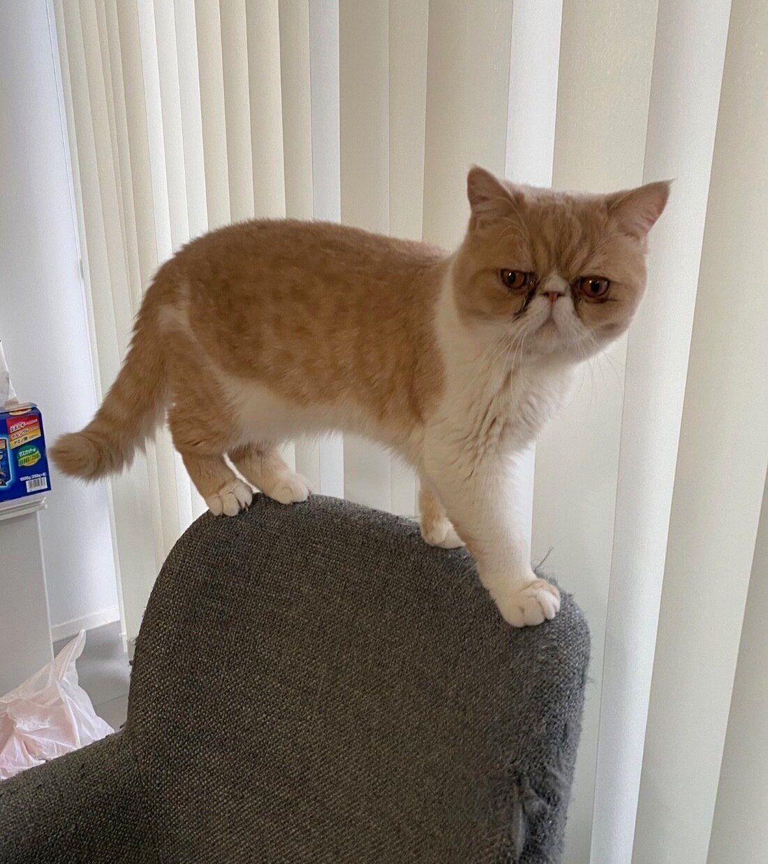 椅子に乗るちゃまろくん