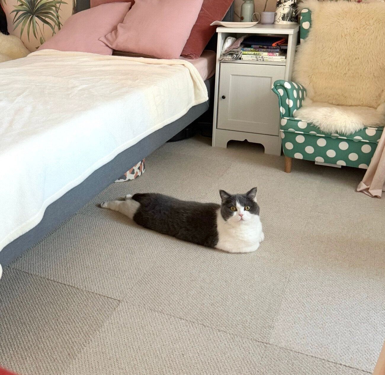 後ろ足がピーーーンとなるおもちちゃん