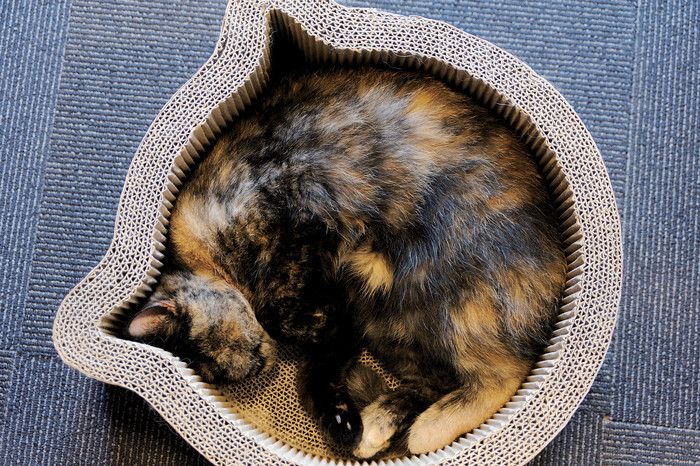 東京　新宿　猫カフェ　きゃりこ