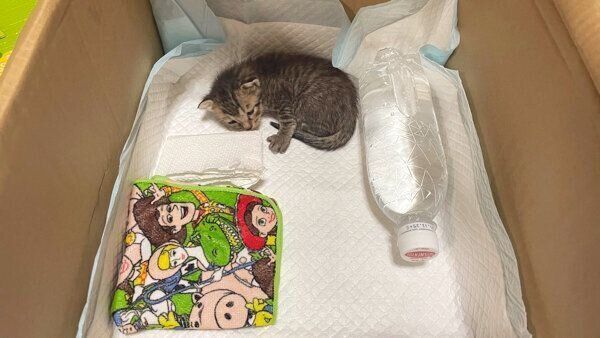 保護当時のあめちゃん