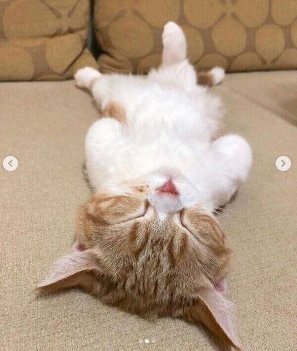 ヘソ天するころんちゃん